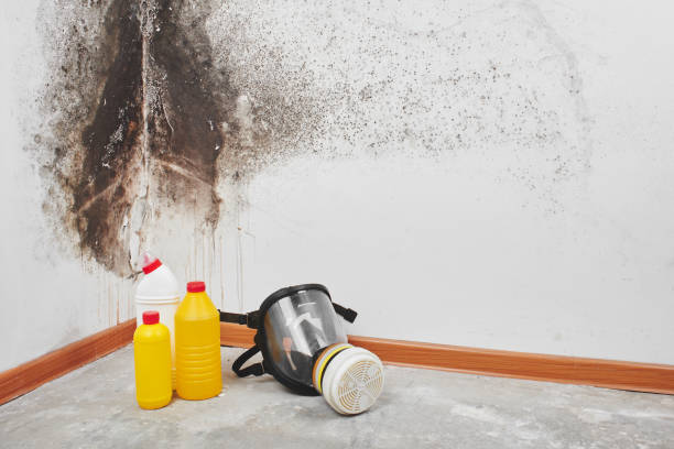 Best Commercial Mold Removal  in Franklin Square, NY