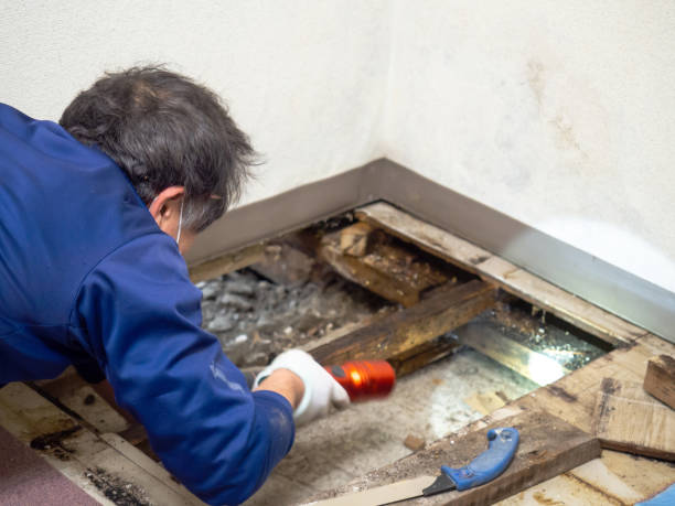 Best Crawl Space Mold Removal  in Franklin Square, NY