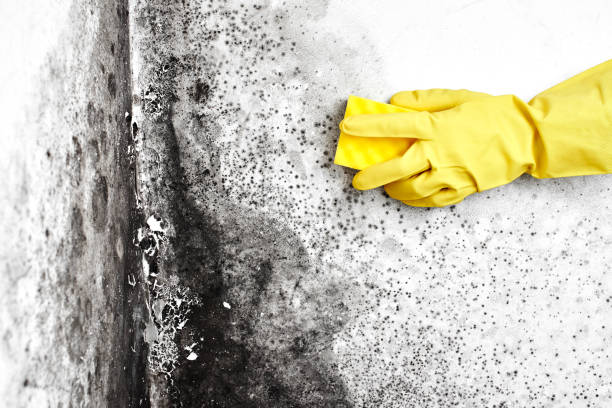 Best Mold Cleaning Services  in Franklin Square, NY