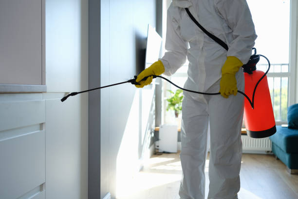 Professional Mold Removal in Franklin Square, NY