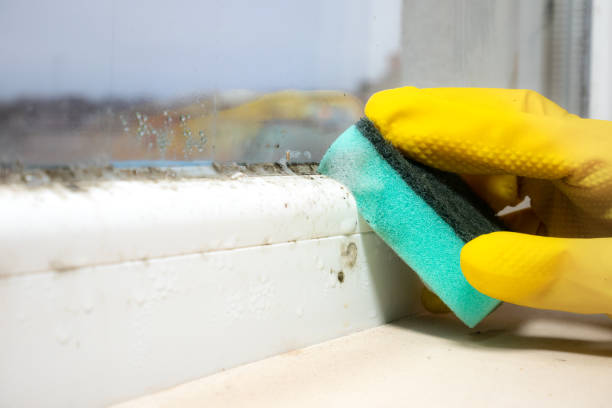 Best Residential Mold Removal  in Franklin Square, NY