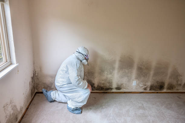 Best Mold Damage Repair  in Franklin Square, NY