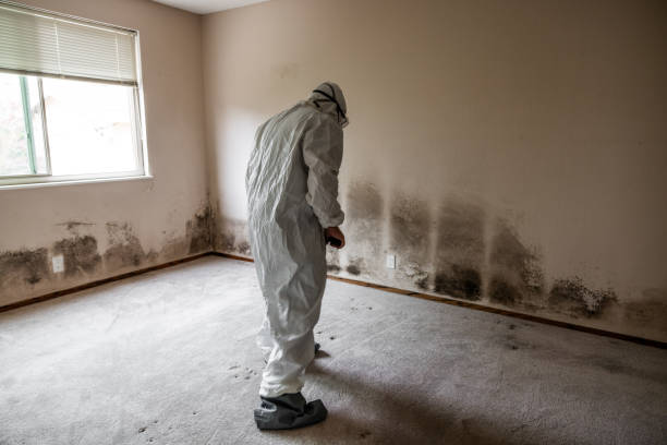 Best Residential Mold Removal  in Franklin Square, NY